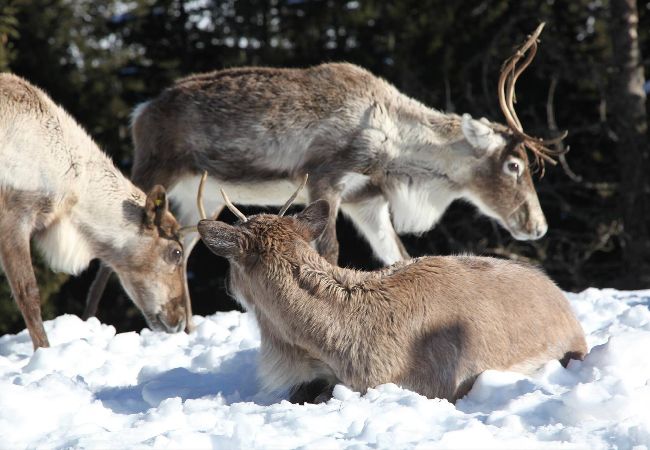 Appartement à Megève - 1 Pierre Croche - JAILLET - Appartement à Megève - 1 Pierre Croche - JAILLET -